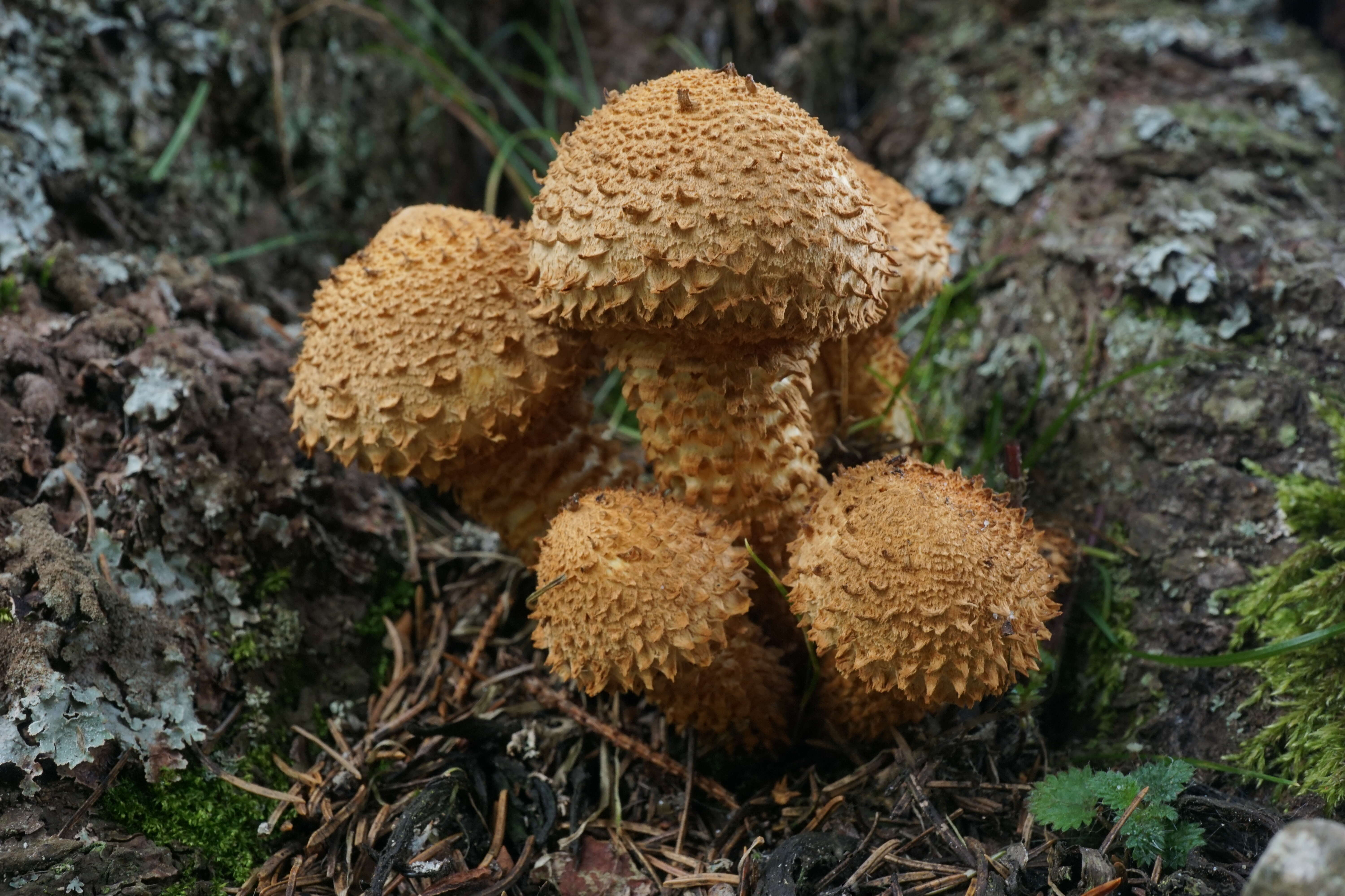 Pholiota squarrosa (Vahl) P. Kumm. 1871 resmi