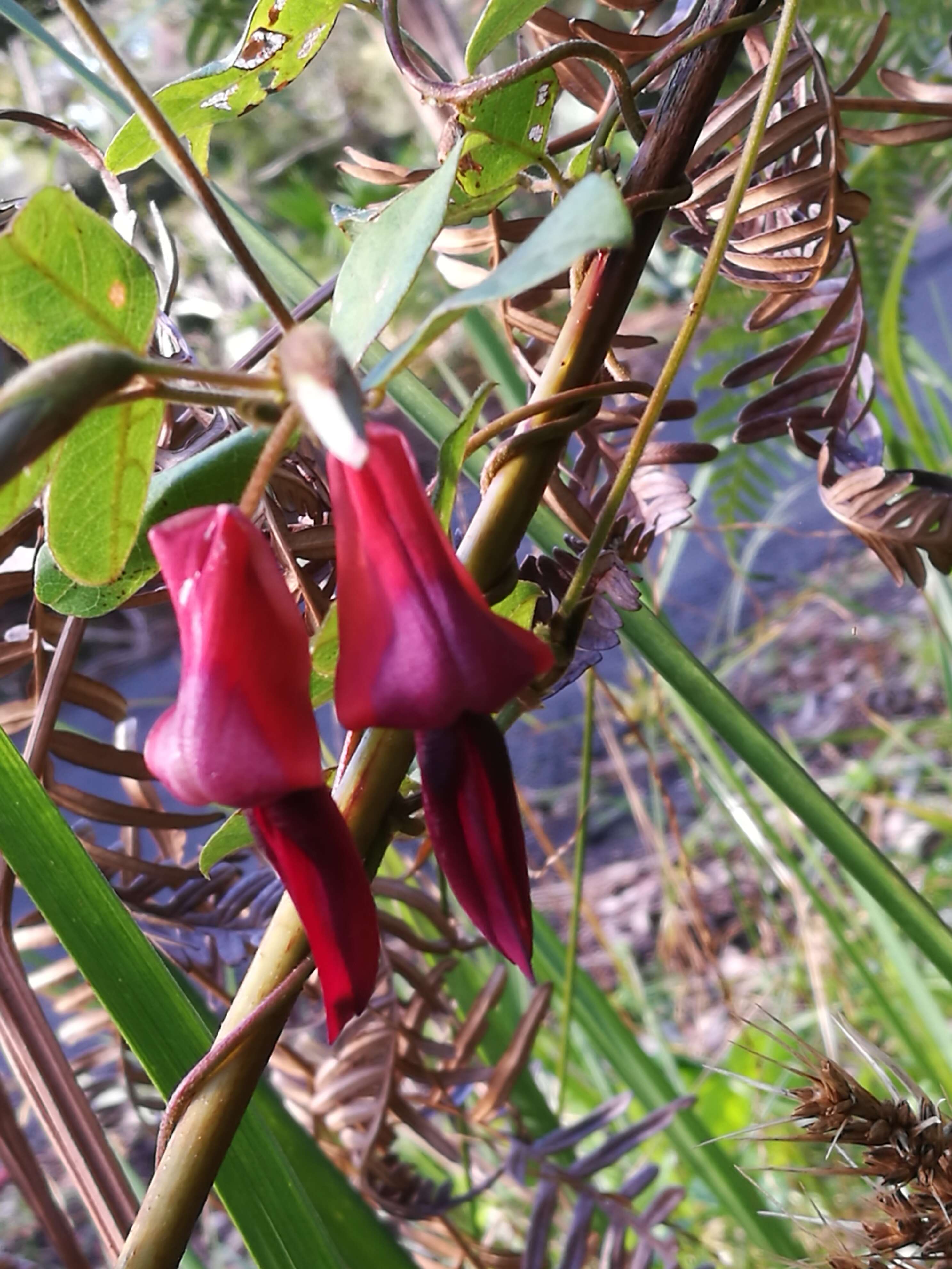 Image of Kennedia rubicunda Vent.