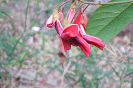 Image of Kennedia rubicunda Vent.