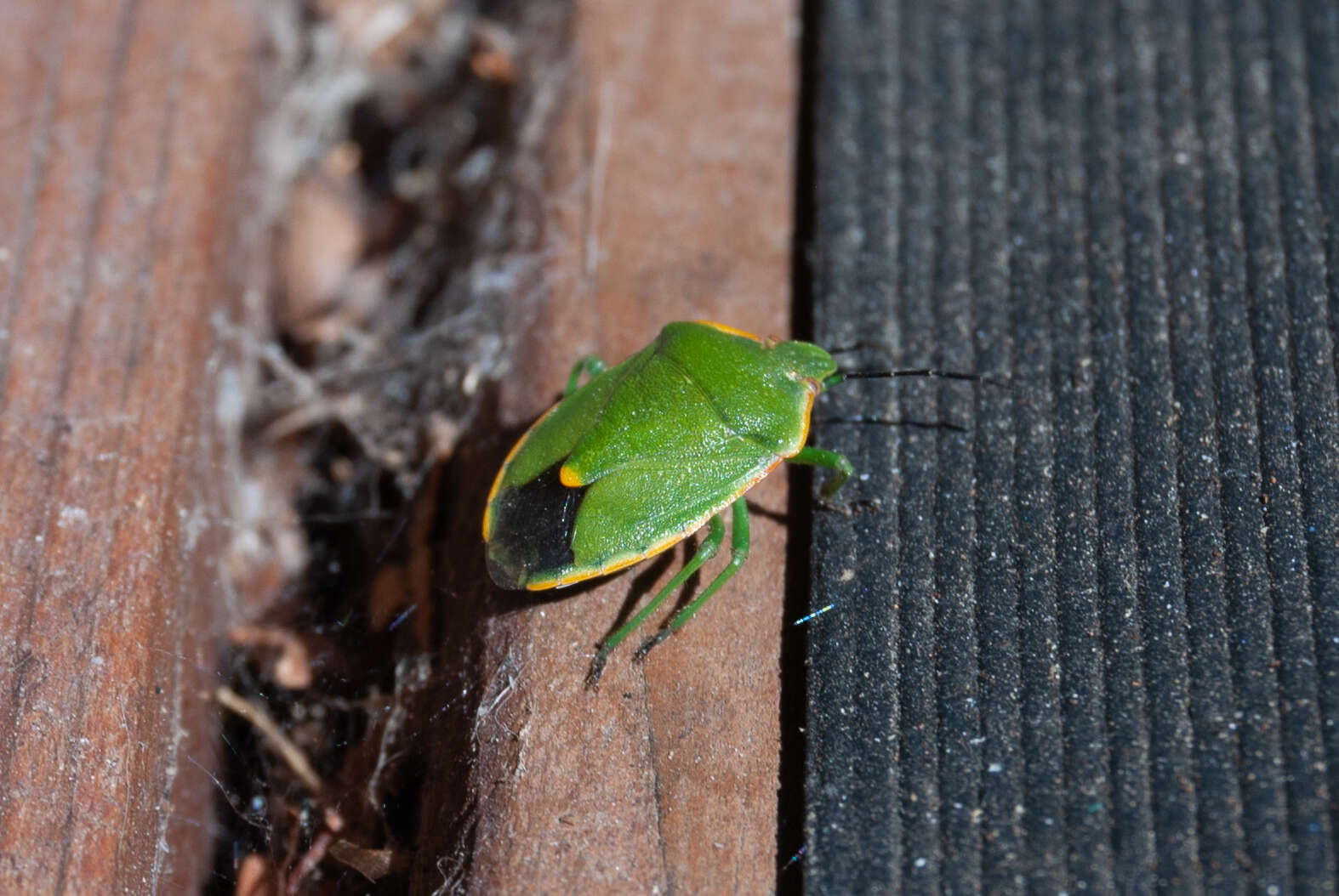 صورة Chlorochroa (Chlorochroa) rossiana Buxton & Thomas 1983