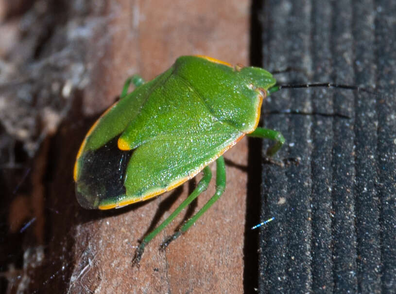 صورة Chlorochroa (Chlorochroa) rossiana Buxton & Thomas 1983