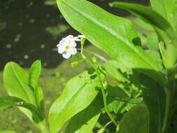 Image of true forget-me-not