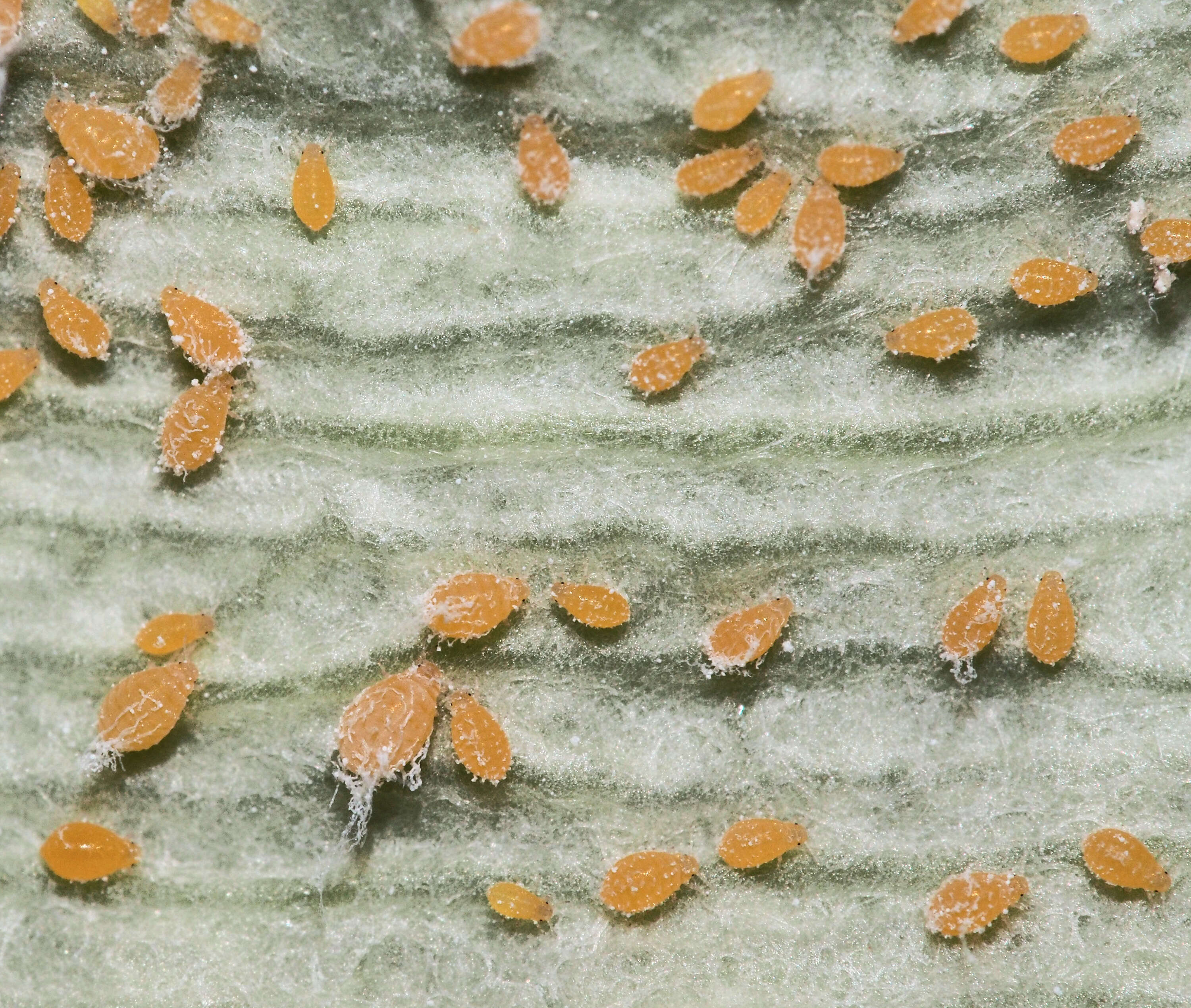 Image of Cyprus turpentine