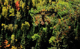 Image of jack pine