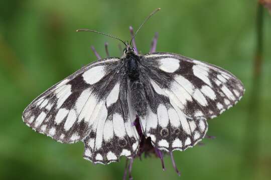 Image of marbled white