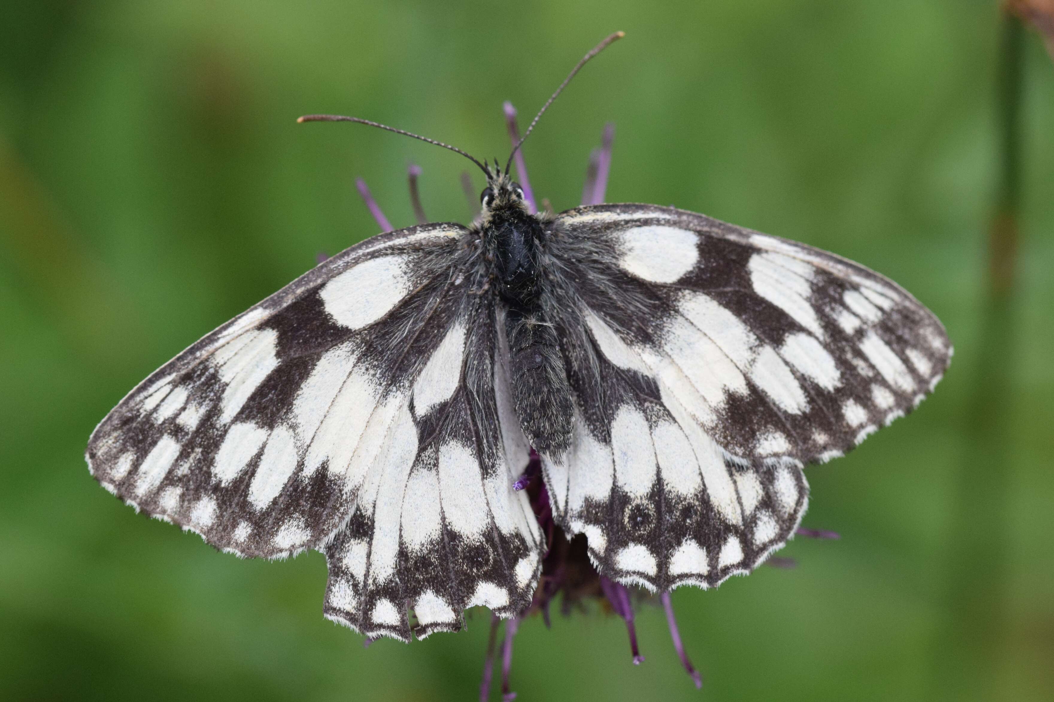 Image of marbled white