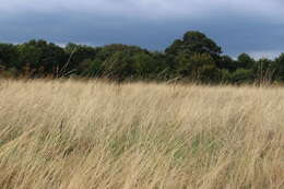 Image of red fescue