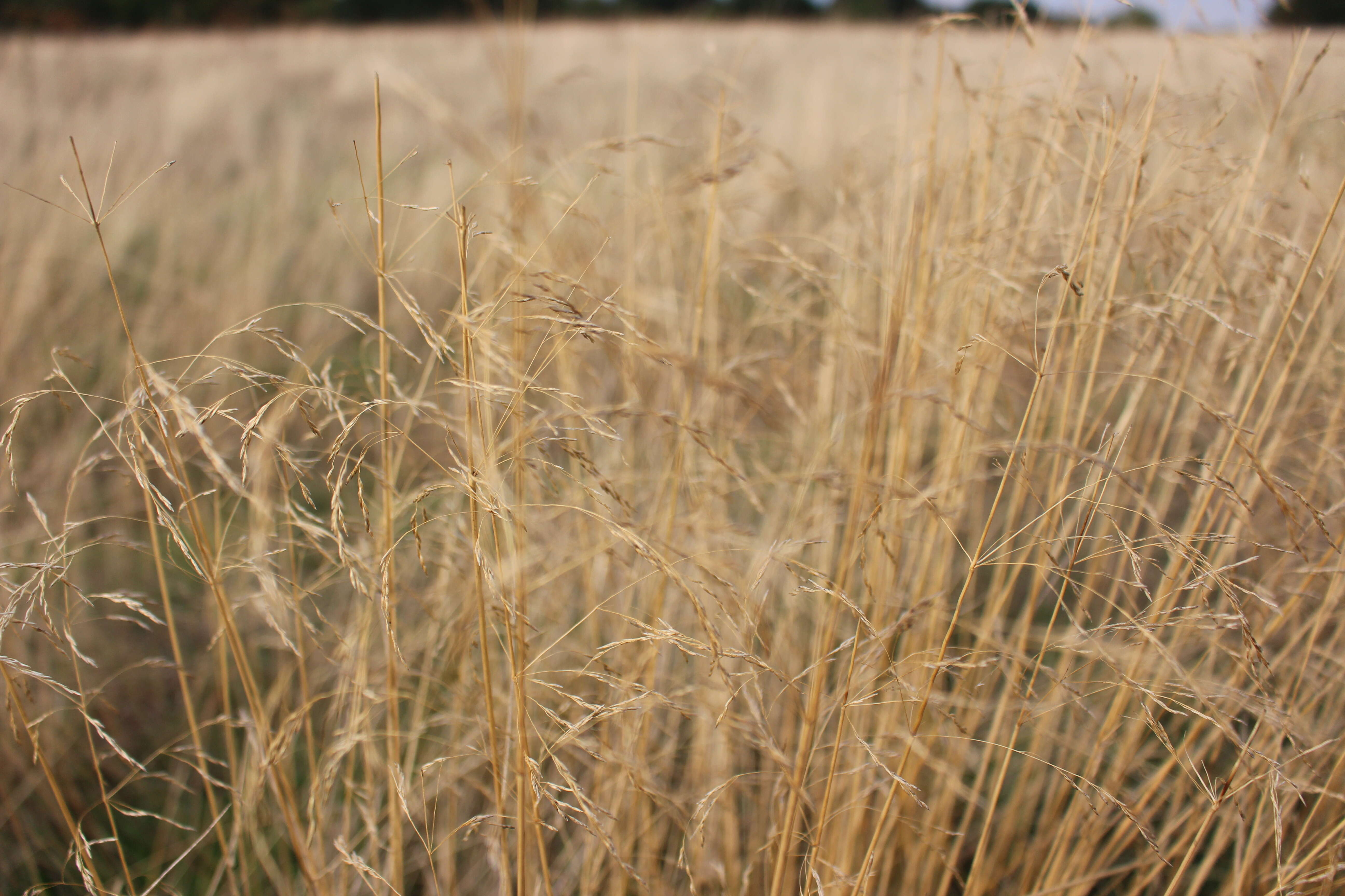 Image of red fescue