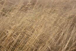 Image of red fescue