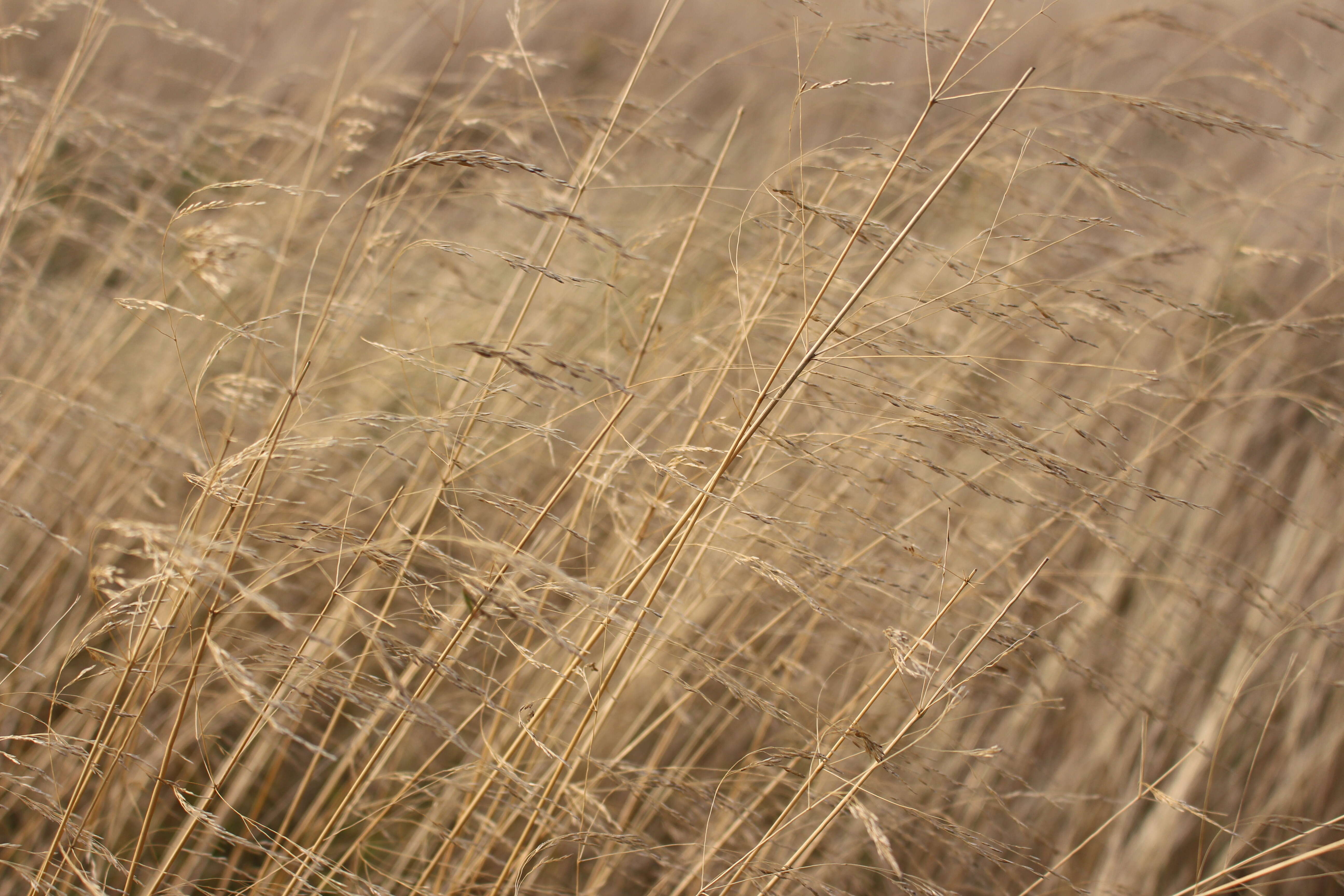 Image of red fescue