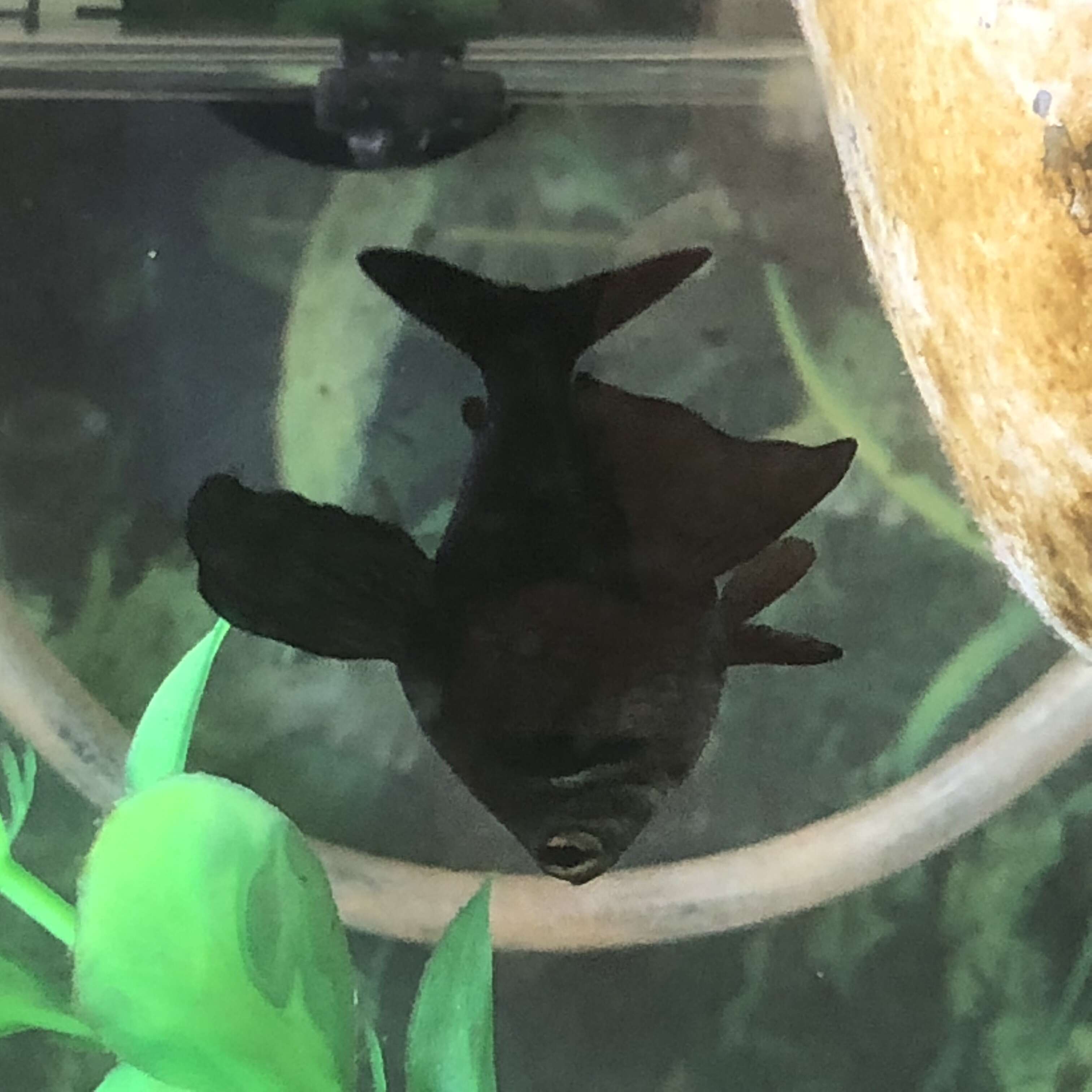 Image of Black phantom tetra