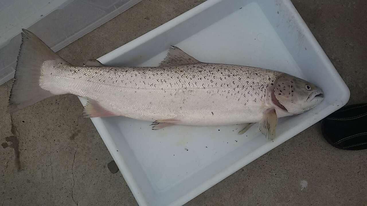 Image of Black Sea salmon