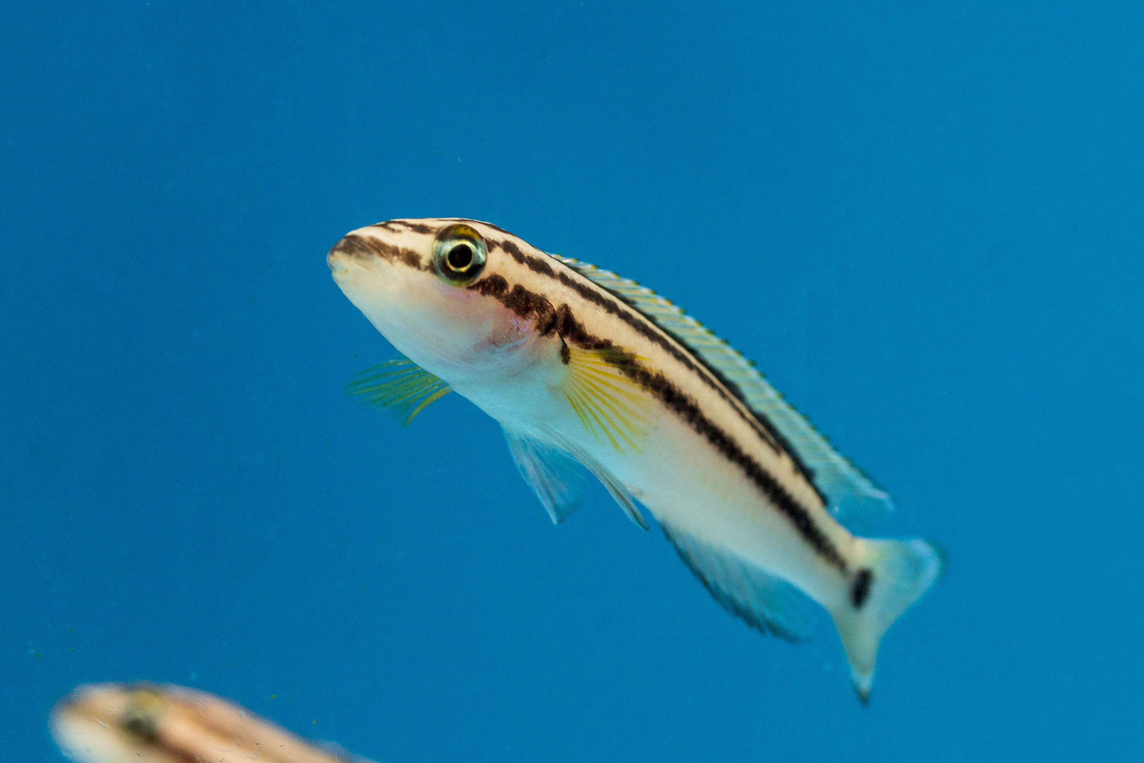 Image de Julidochromis ornatus Boulenger 1898