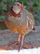 Image of Barbary Partridge