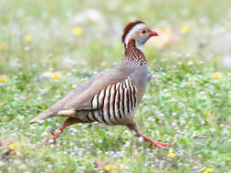 Image of Barbary Partridge