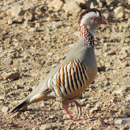 Image of Barbary Partridge