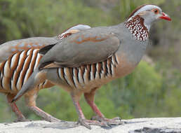 Image of Barbary Partridge