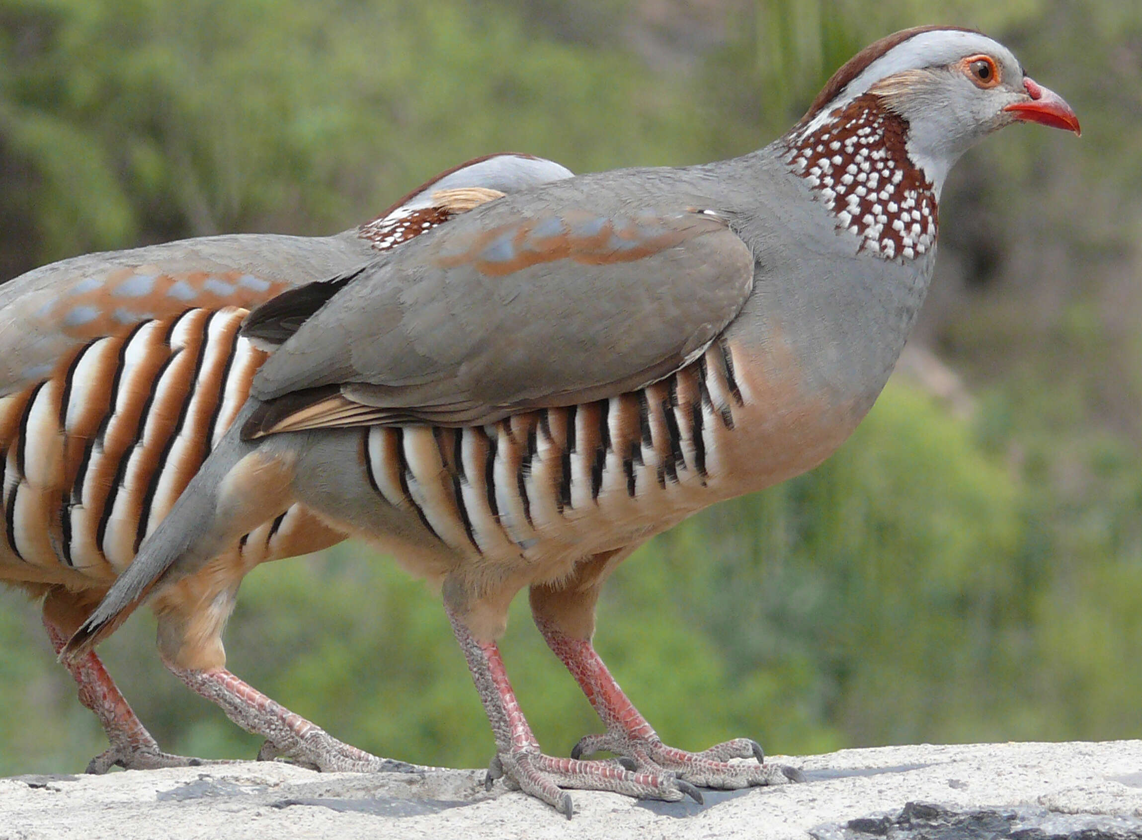 Image of Barbary Partridge