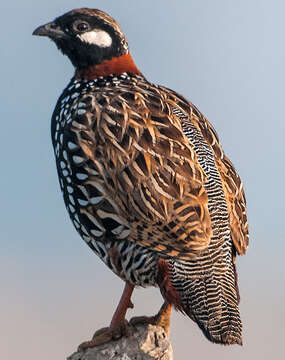 Image of Black Francolin