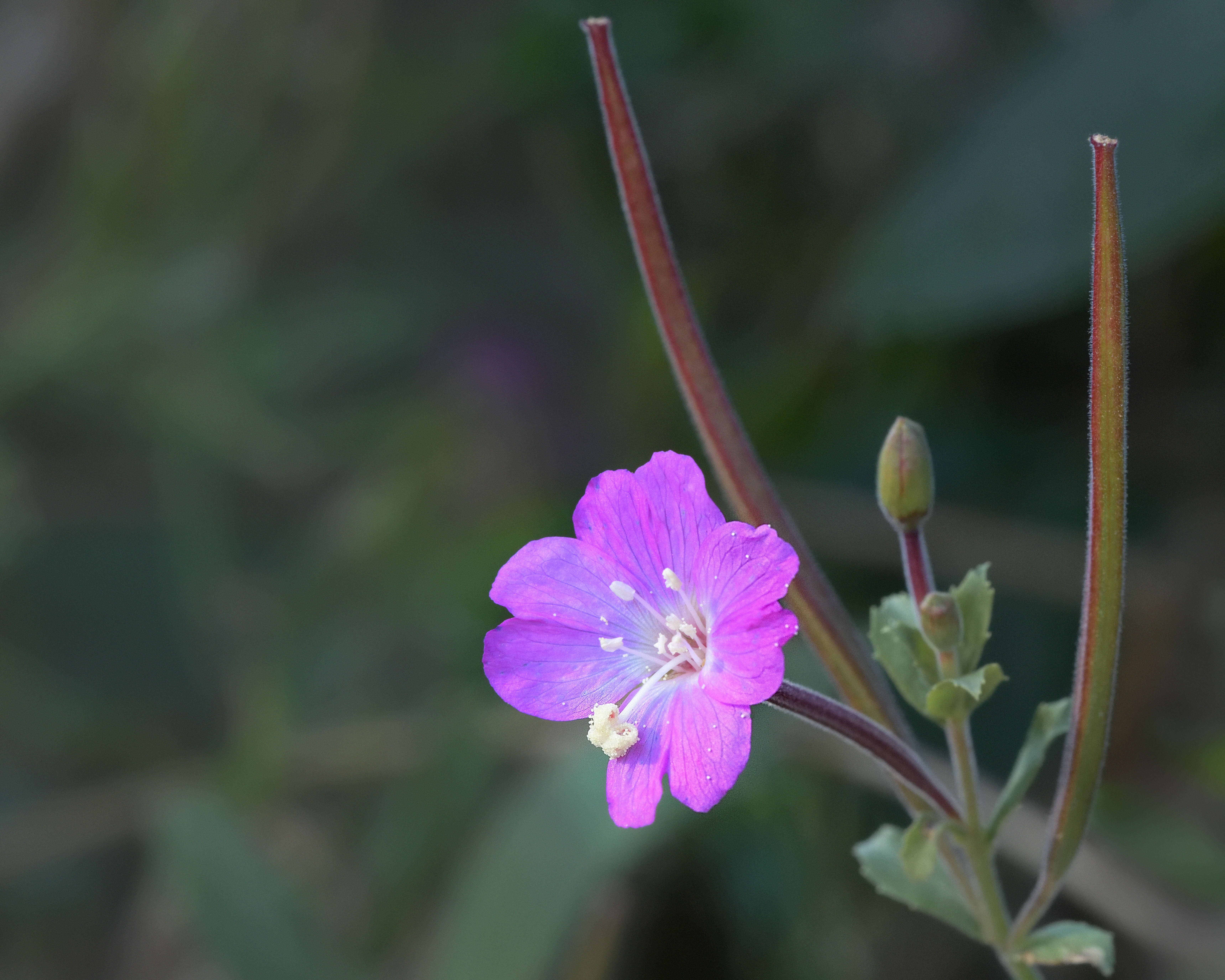 Image of willowherb