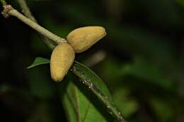 Image of Marsdenia volubilis (L. fil.) Cooke