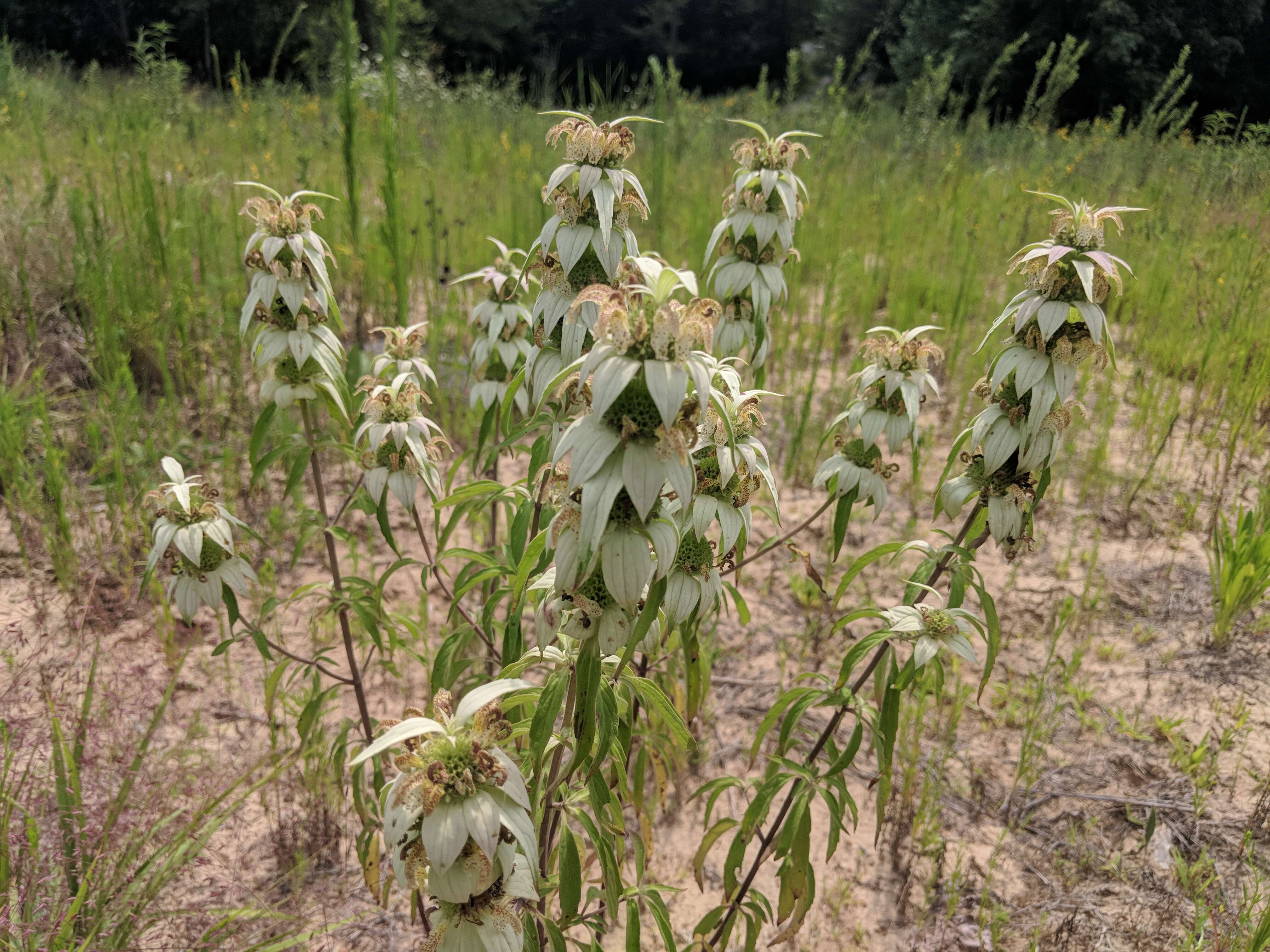 Image of spotted beebalm