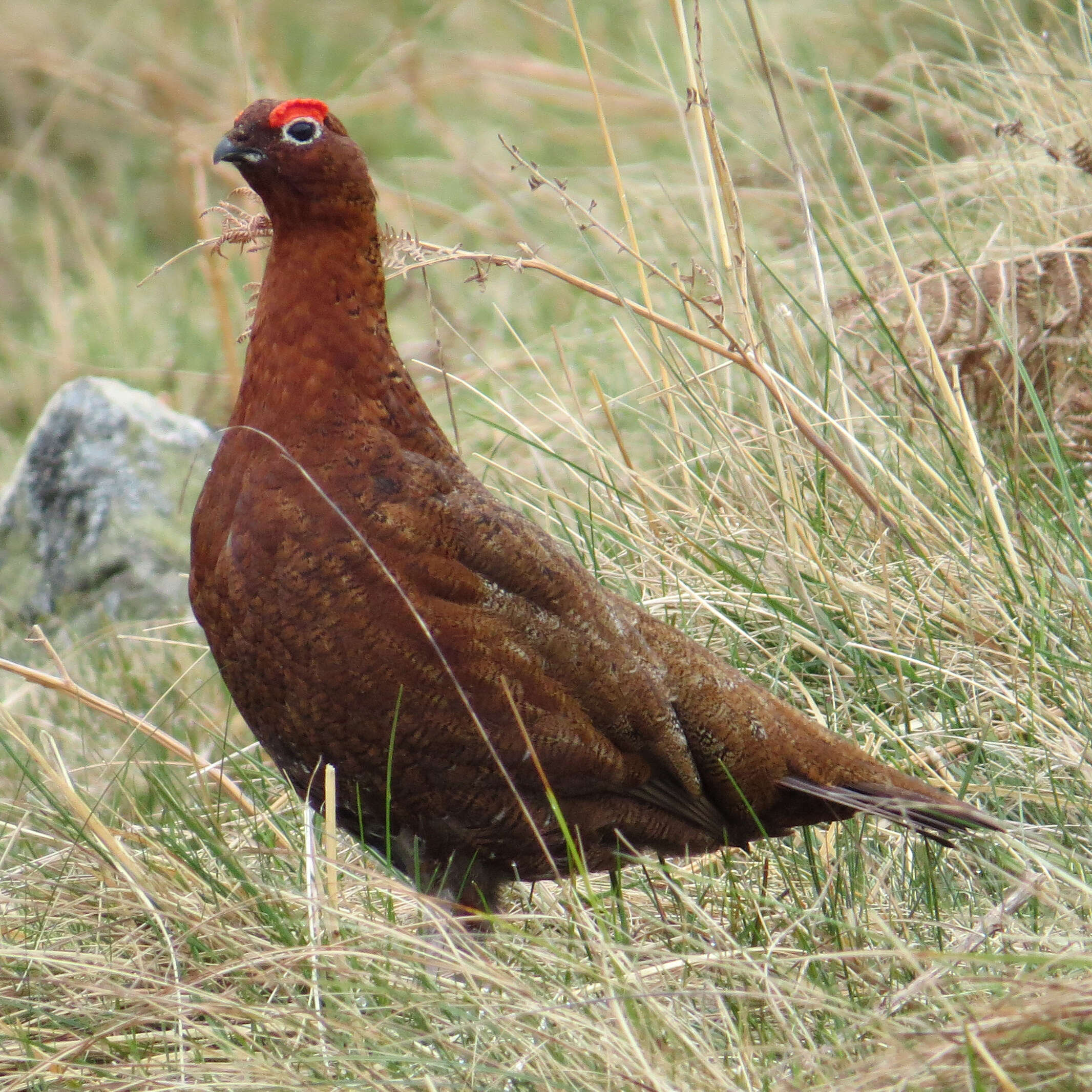 Image of Red Grouse