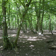 Image of European hornbeam