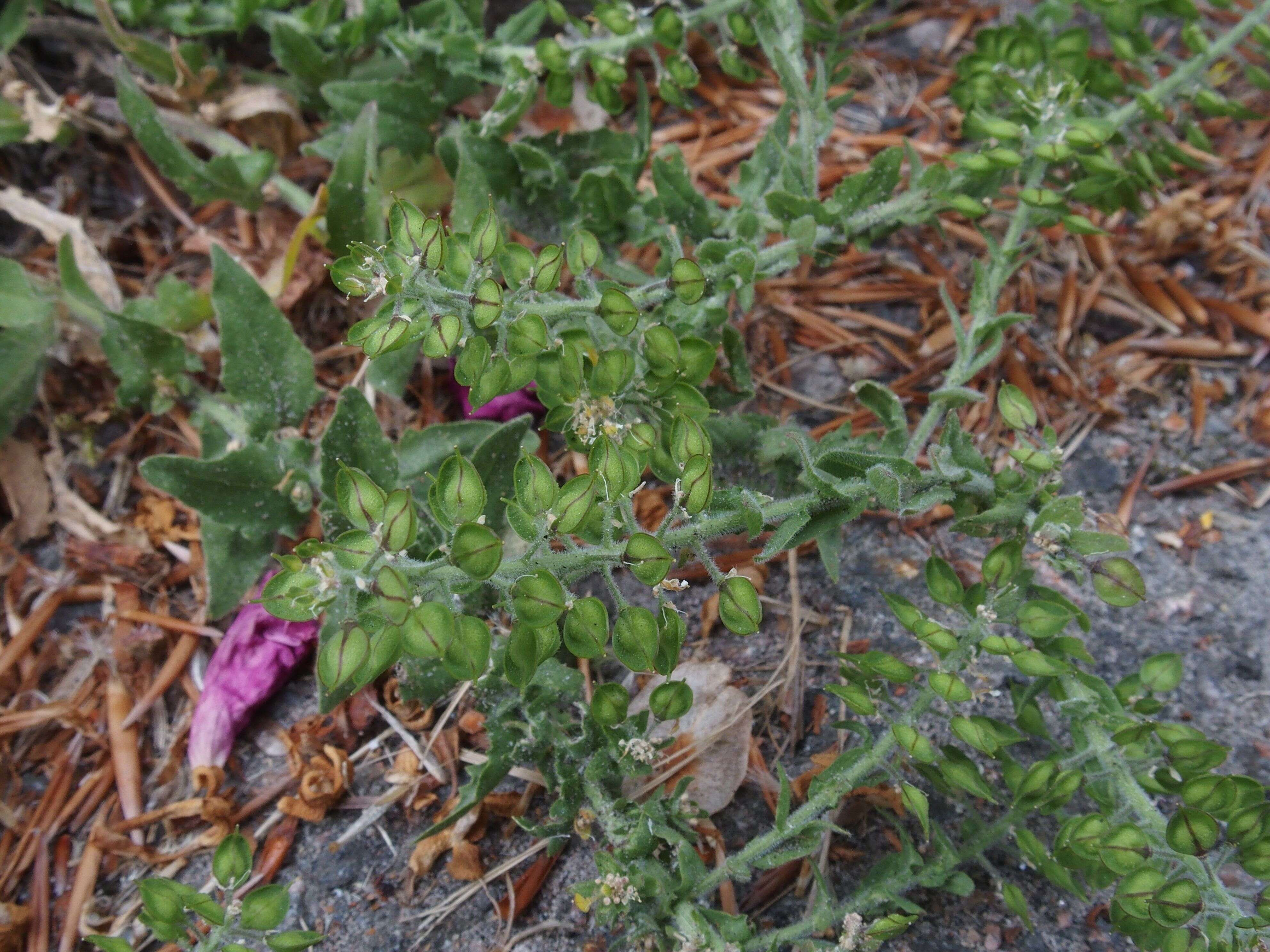 Image of Smith's Pepperwort