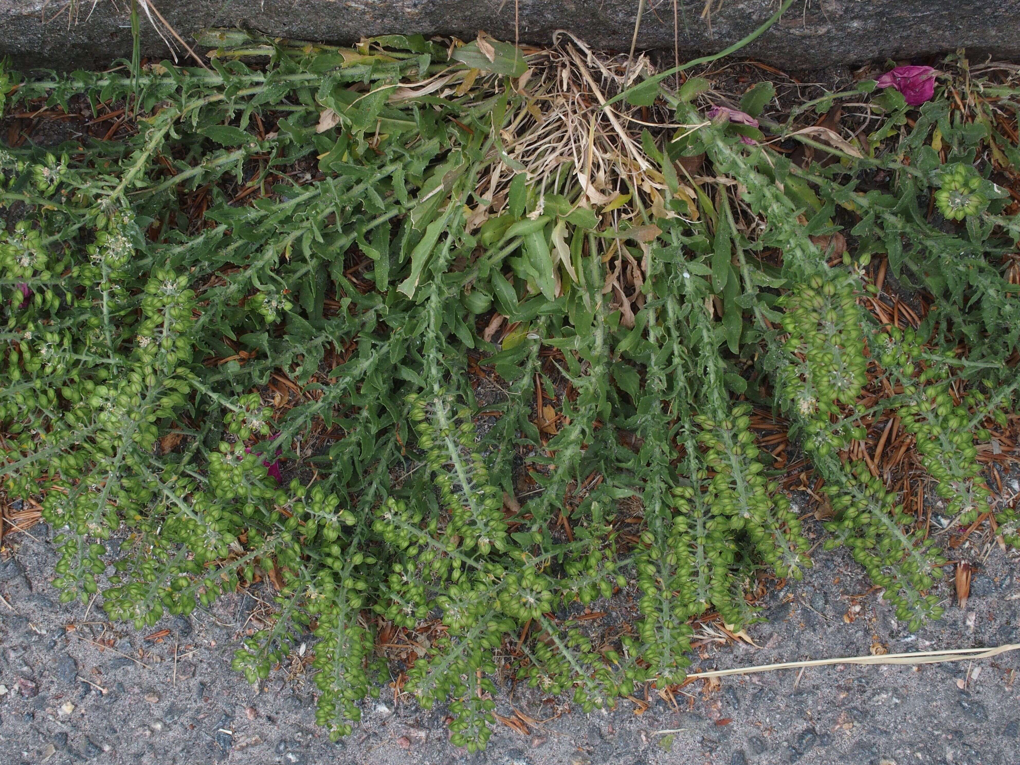 Image of Smith's Pepperwort