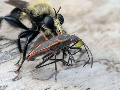 Image of Laphria flavicollis Say 1824