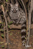 Image of Common Genet