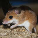 Image of Subsaharan Pygmy Mouse