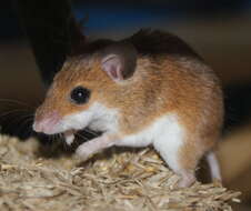 Image of Subsaharan Pygmy Mouse