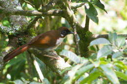 Image of Garrulax caerulatus