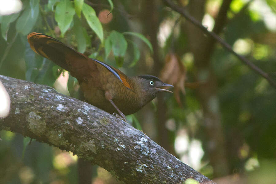 صورة Trochalopteron squamatum (Gould 1835)