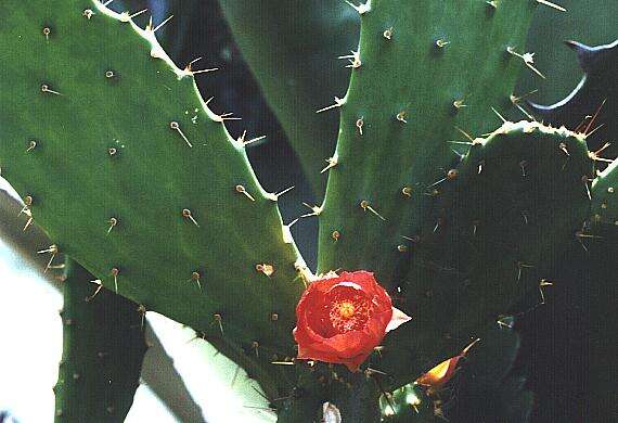 Imagem de Opuntia tuna (L.) Mill.