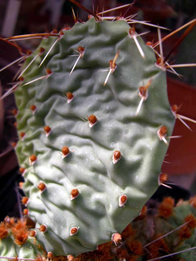 Image of Grassland Pricklypear