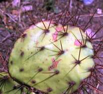 Image of Brownspine Pricklypear