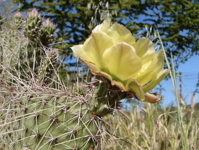 Image of Panhandle Prickly-pear