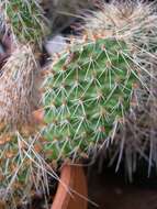 Image of Panhandle Prickly-pear