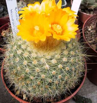 Image of Parodia chrysacanthion (K. Schum.) Backeb.