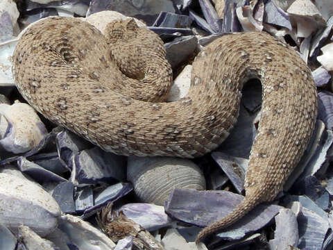 Image of Namaqua Dwarf Adder