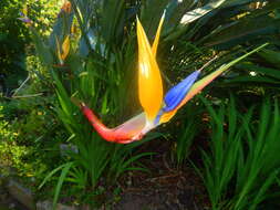 Image of Bird of paradise plant