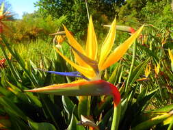 Image of Bird of paradise plant