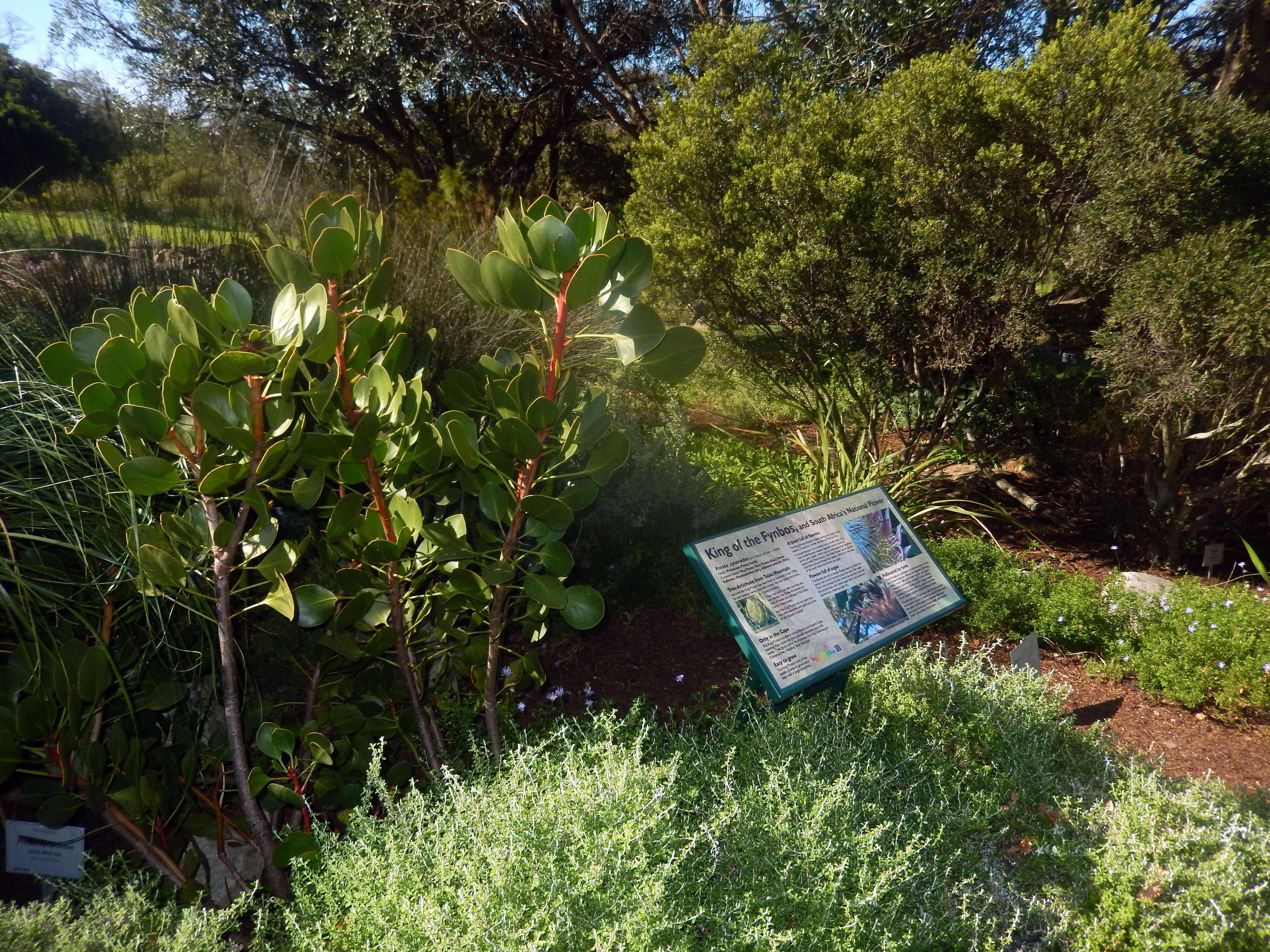 Imagem de Protea cynaroides (L.) L.