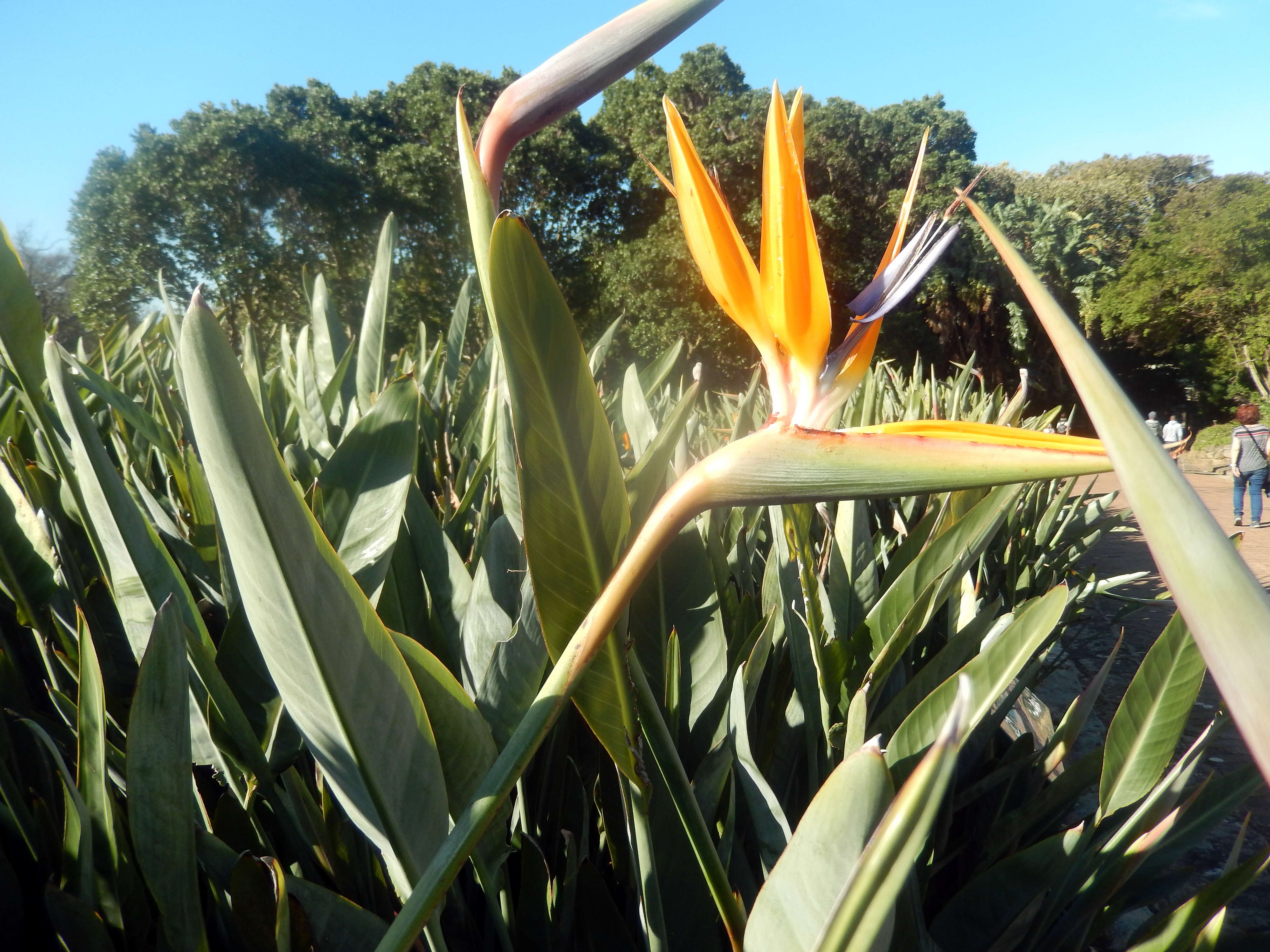 Image of Bird of paradise plant