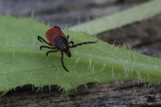 Image of Ixodes ricinus (Linnaeus 1758)