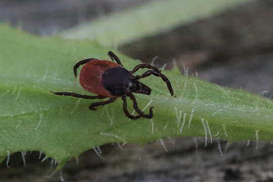 Image of Ixodes ricinus (Linnaeus 1758)