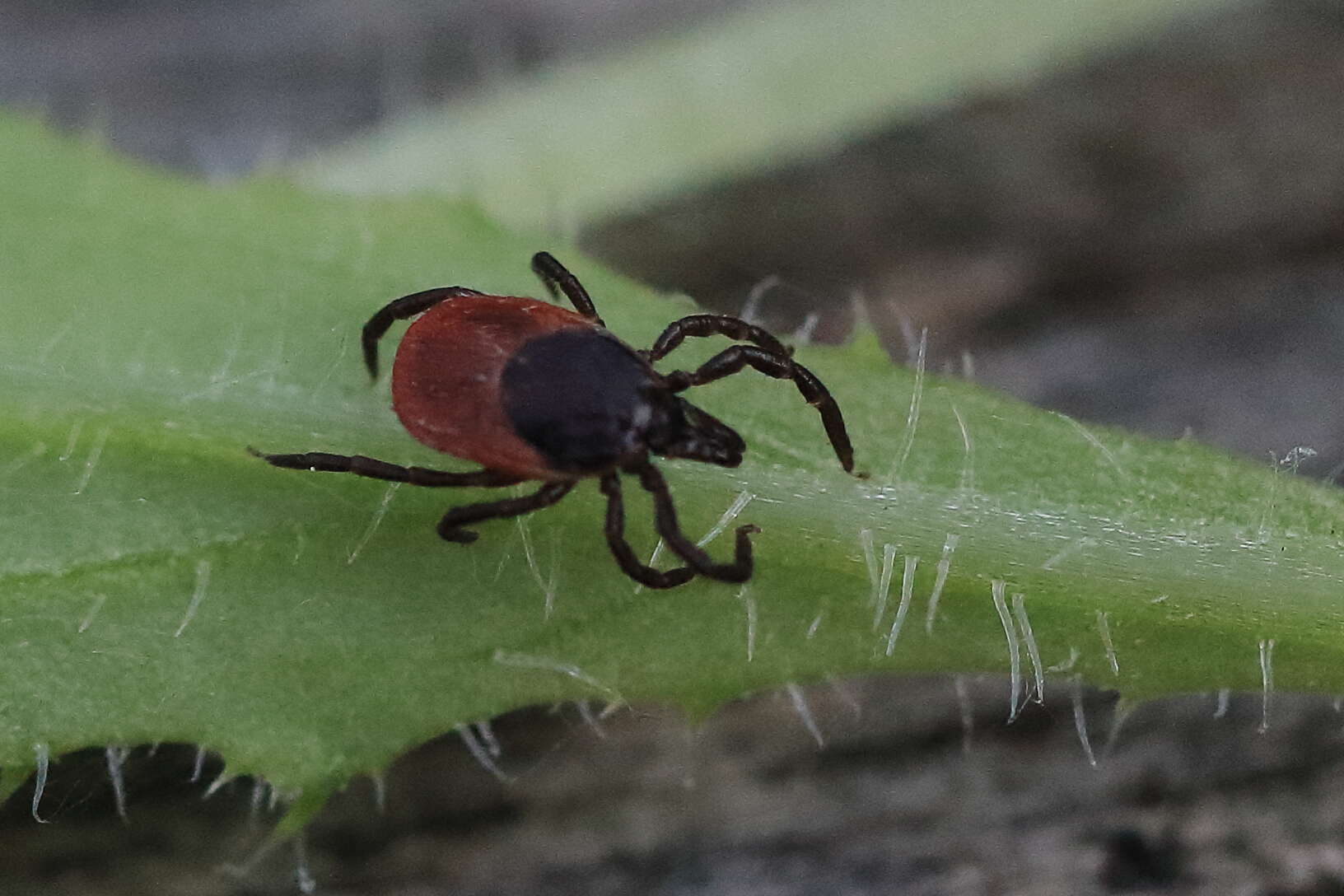 Image of Common sheep tick